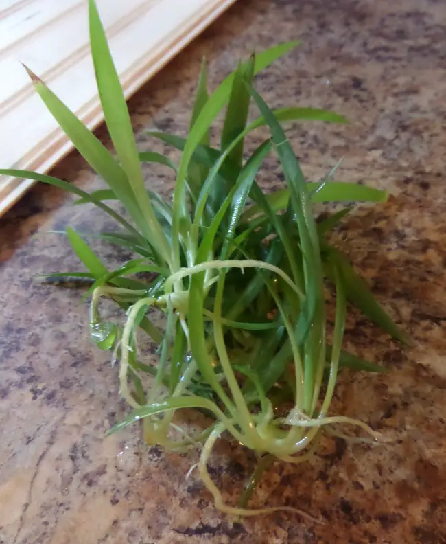 how to grow a spider plant from your plants babies