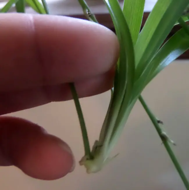 How to grow a spider plant from your plants babies