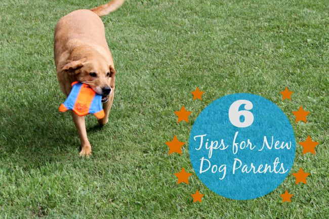 6 tips for new dog parents