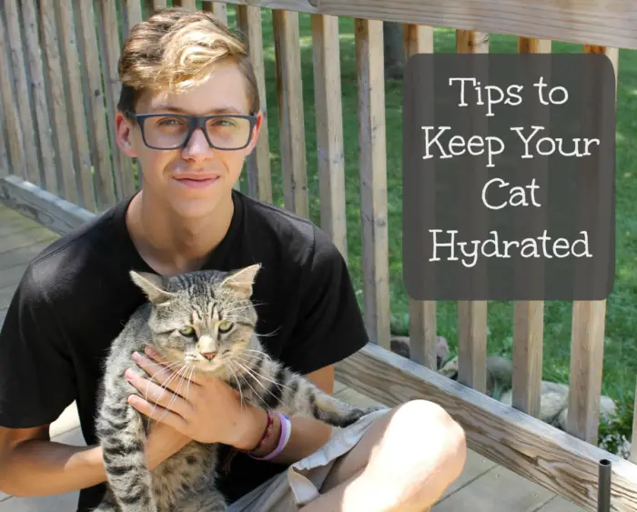 Tips to Keep Your Cat Hydrated