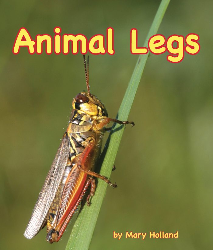 Animal Legs by Mary Holland