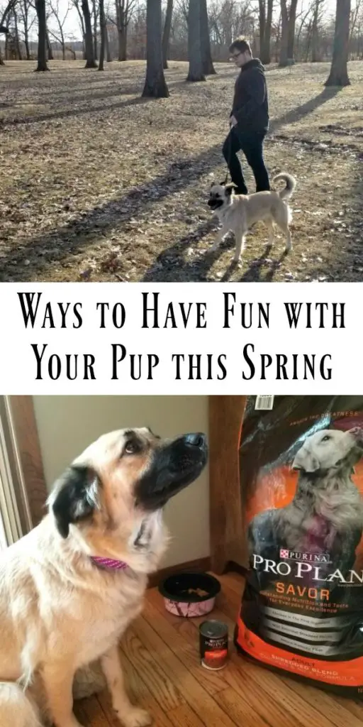 Ways to Have Fun with Your Pup this Spring