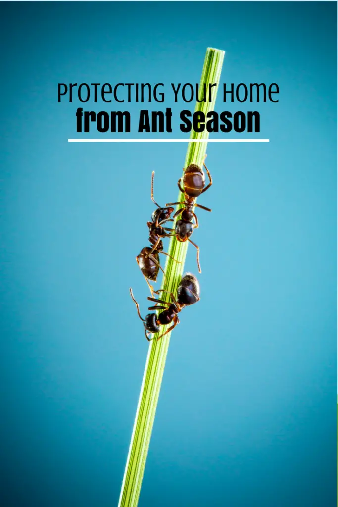 Protecting Your Home from Ant Season