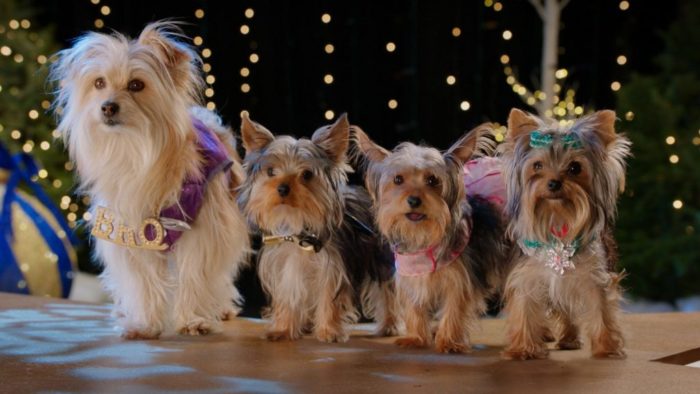 Puppy Star Christmas Available on Netflix and Digital HD