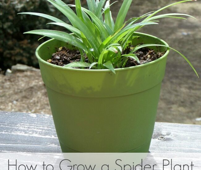 How to grow a spider plant from the babies of your plant