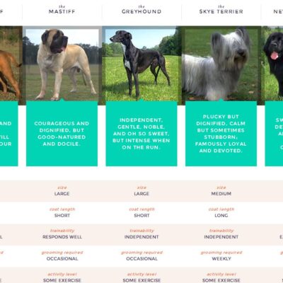 AKC Dog Breed Selector