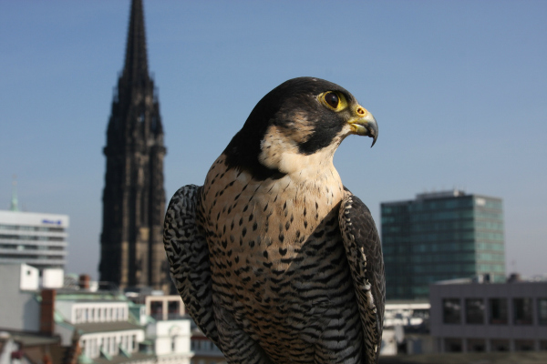 In a city like Hamburg, peregrines find a lot of pigeons to hunt. (Photo credit: ? Grospitz & Westphalen / NDR Naturfilm / Doclights GmbH)