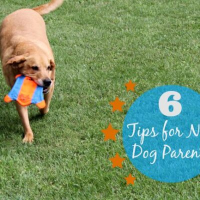6 tips for new dog parents