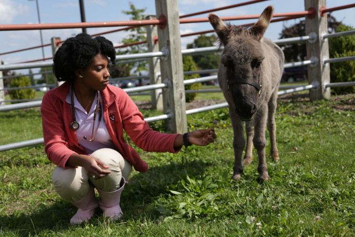 ITHACA, N.Y. - Fourth year student Aziza Glass feeds a miniature donkey.??(photo credit: National Geographic Channels/Lisa Tanzer)
