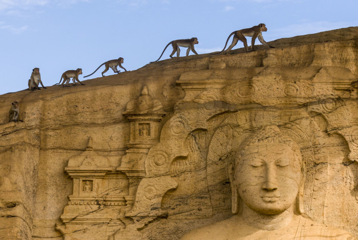 Disneynature's Monkey Kingdom Ph: ?Disneynature 2015