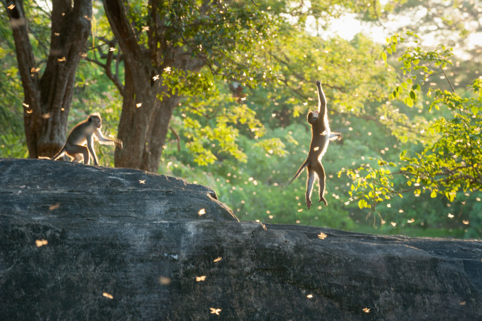 Description: Two monkeys catch some termites during the monsoon