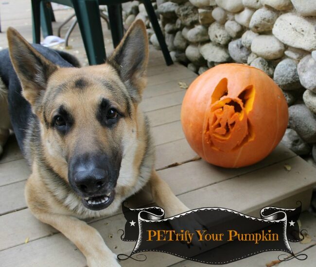PETrify Your Pumpkin