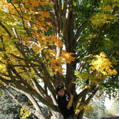 climbing trees