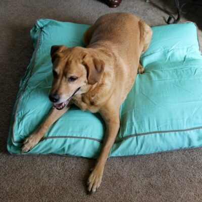 comforting bed for your pup