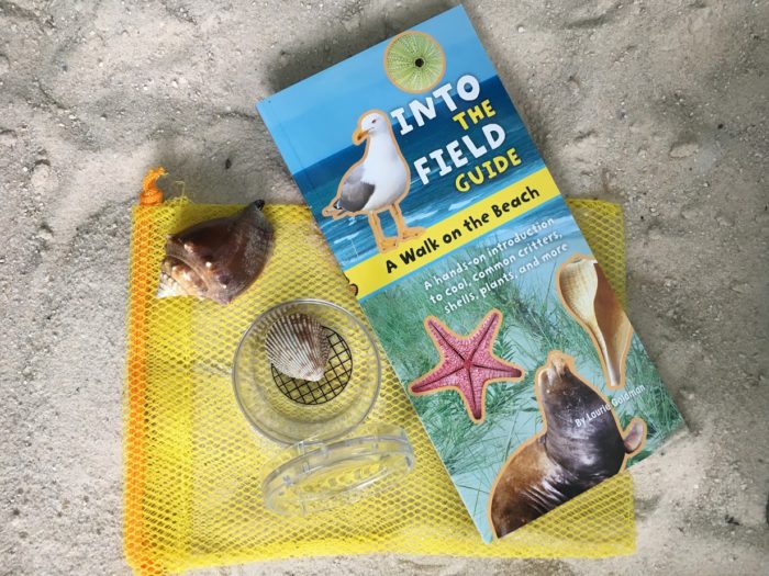 Into the Field Guide: A Walk on the Beach is the Treasure Box Little Beachcombers Need