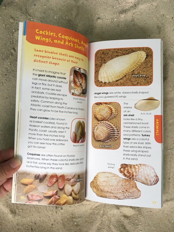 Into the Field Guide: A Walk on the Beach is the Treasure Box Little Beachcombers Need