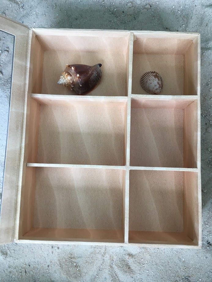 Into the Field Guide: A Walk on the Beach is the Treasure Box Little Beachcombers Need