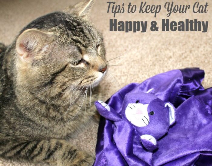 Tips to keep your cat happy and healthy