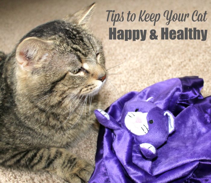 Tips to keep your cat happy and healthy
