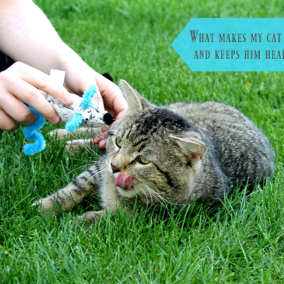 what makes my cat happy