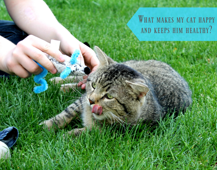 what makes my cat happy
