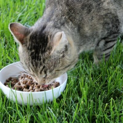 Healthy Diet for my Cat with Wellness