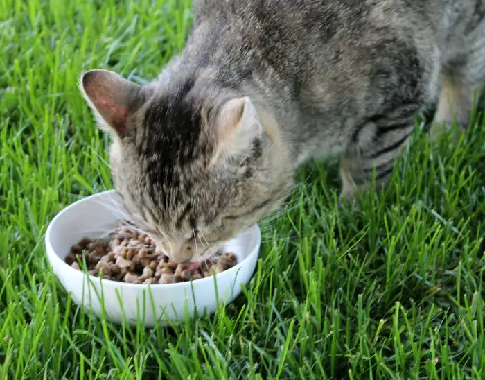 Healthy Diet for my Cat with Wellness