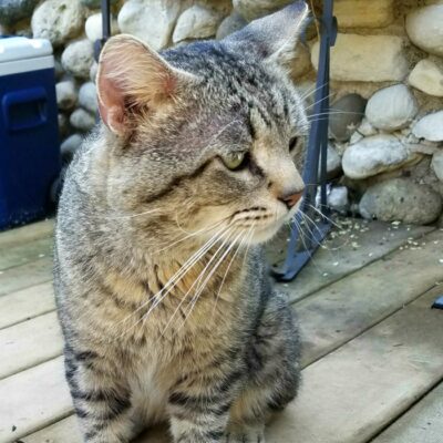 National Take Your Cat to the Vet Day