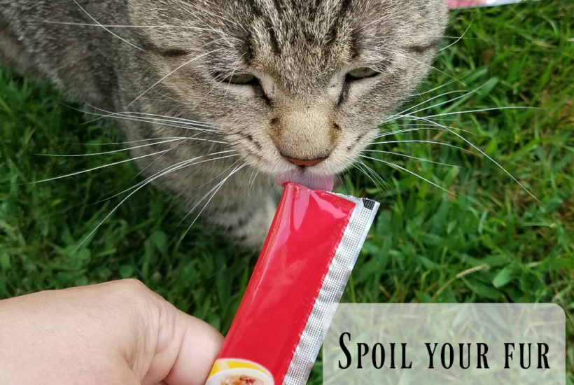 Spoil Them with this Tasty Cat Treat - Hartz Delectables SqueezeUp