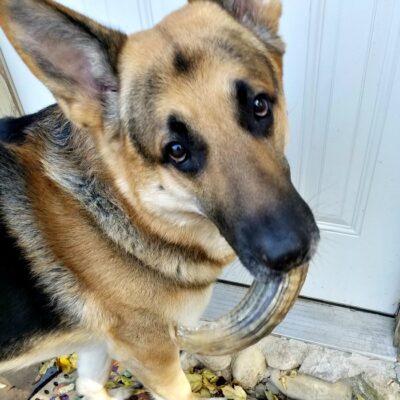 Icelandic natural treats for dogs