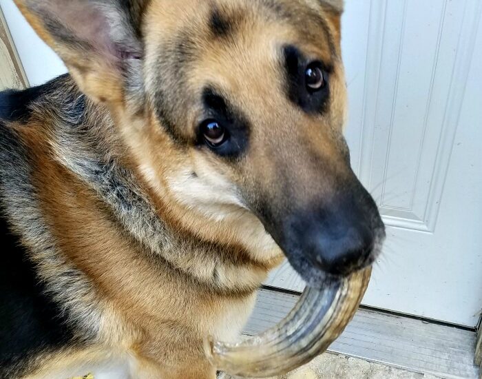 Icelandic natural treats for dogs