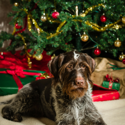 25 Gift Ideas for Dog Lovers