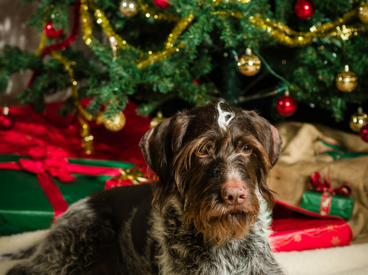 25 Gift Ideas for Dog Lovers