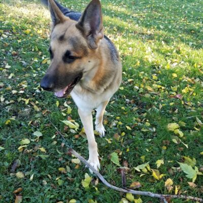 fast acting flea and tick repellent