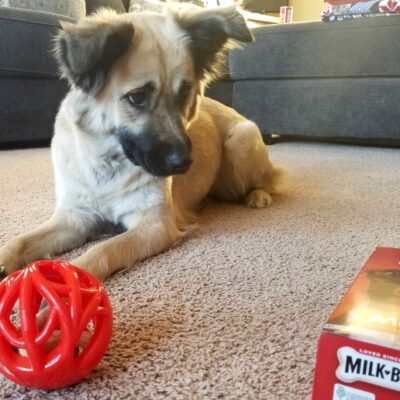 Milk-Bone Active Toys Stimulate Dog Treat Time