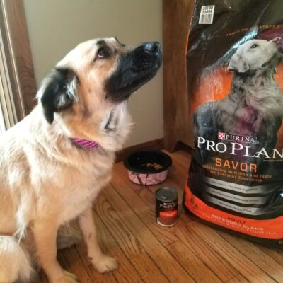 Ways to Have Fun with Your Pup this Spring