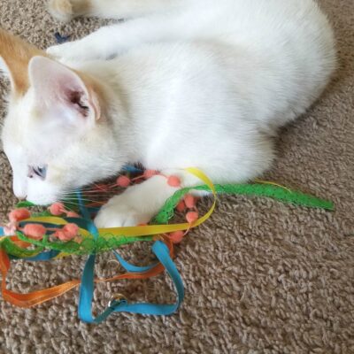 DIY Cat Ribbon Wand Toy