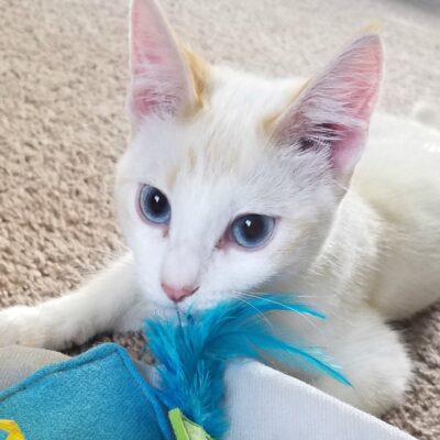 Maintaining Your HVAC Unit with a Pet in Your Home