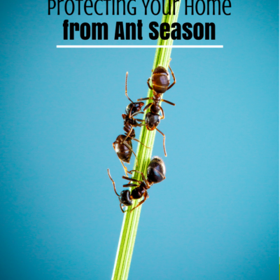 Protecting Your Home from Ant Season