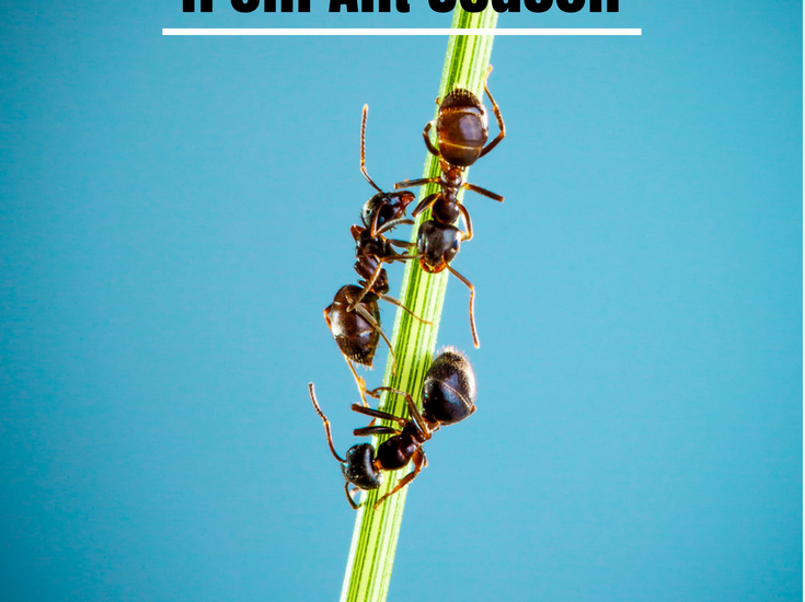 Protecting Your Home from Ant Season
