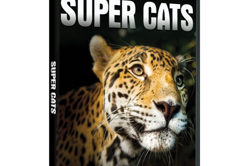 PBS Distribution Releasing Nature: Super Cats on DVD & Digital