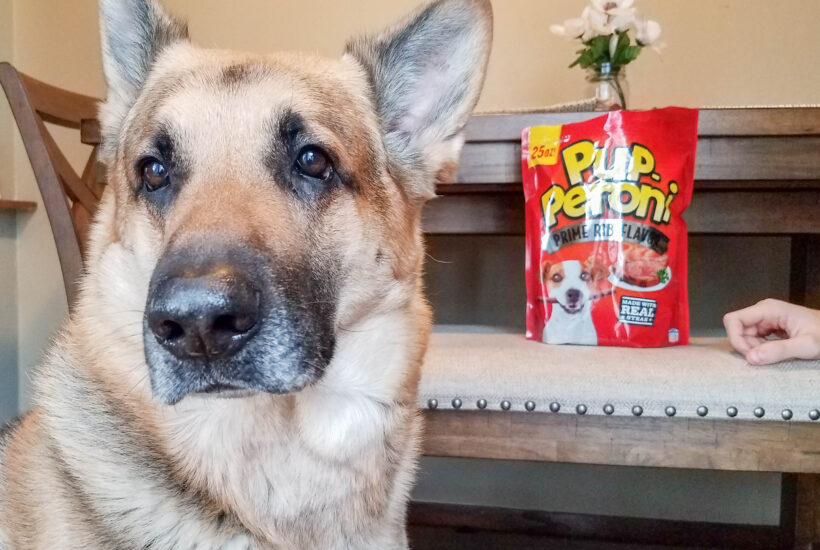 doing tricks for Pup-Peroni® treat