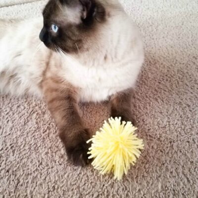 DIY PomPom Cat Toy