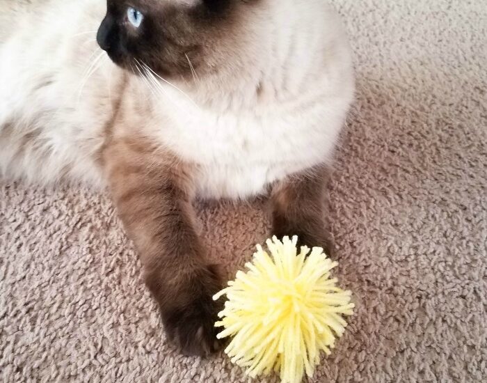 DIY PomPom Cat Toy