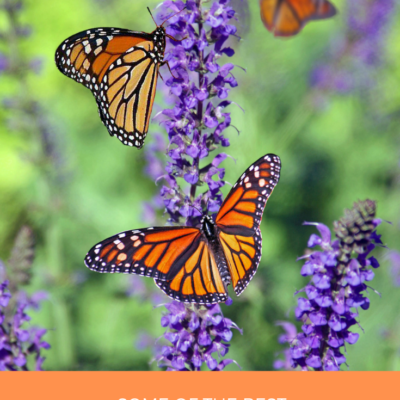 Host Plants for Butterflies