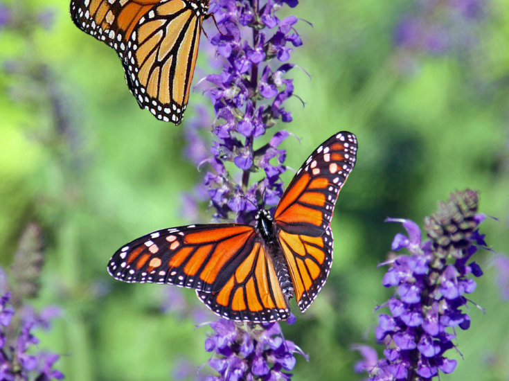 Host Plants for Butterflies