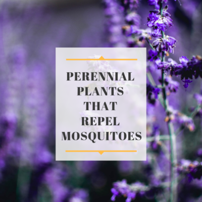 Perennial Plants that Repel Mosquitoes