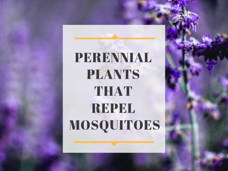 Perennial Plants that Repel Mosquitoes