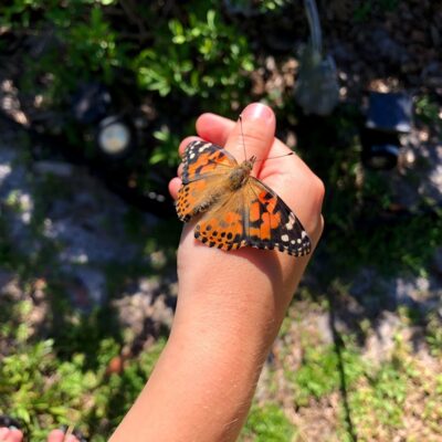 With The Insect Lore Butterfly Farm Watch Caterpillars Morph into Butterflies at Home!