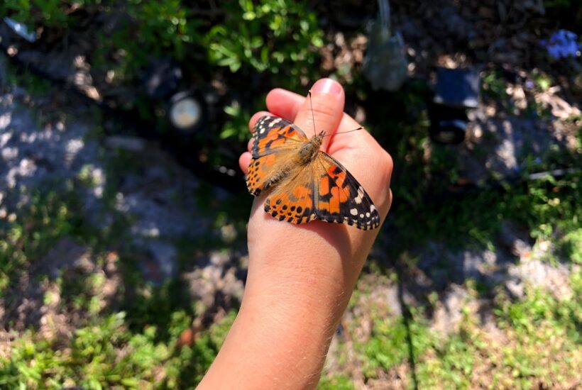 With The Insect Lore Butterfly Farm Watch Caterpillars Morph into Butterflies at Home!